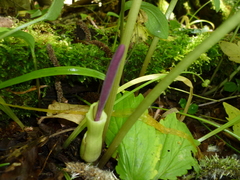 Arum orientale