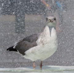 Larus occidentalis
