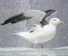 Larus occidentalis