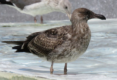 Larus occidentalis