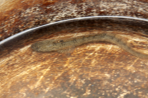 Eastern pacific eelpout (Zoarces elongatus) — Zoarcidae — 4