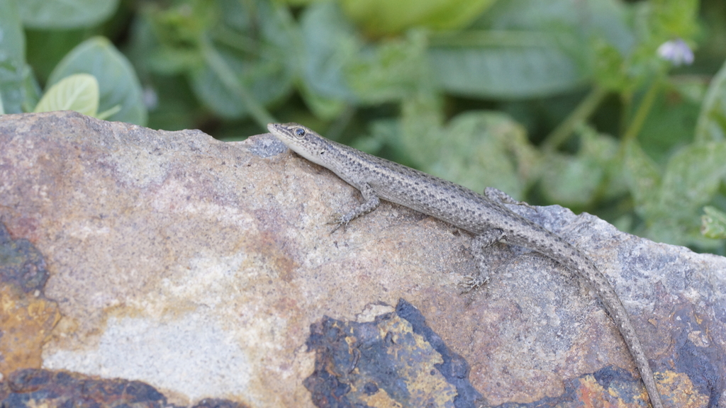 Swanson's Snake-Eyed Skink