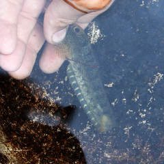 Notched-Fin Eelpout photo 2