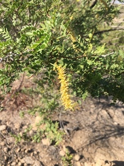 Prosopis pubescens