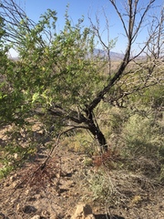 Prosopis pubescens