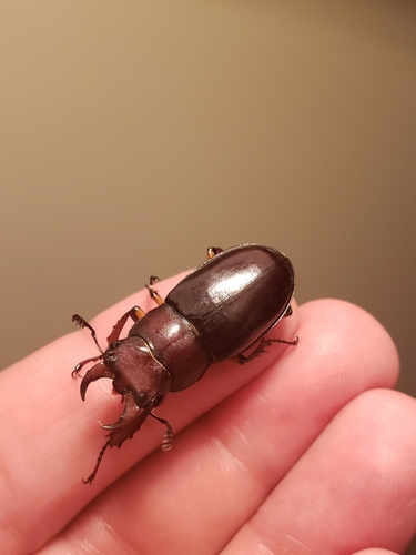 Reddish-brown stag beetle