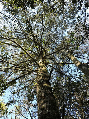 Podocarpus lambertii, photograph 5