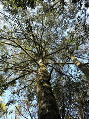 (c) Fabrício Mil Homens Riella, some rights reserved (CC BY) Podocarpus lambertii, photograph (c) Fabrício Mil Homens Riella, some rights reserved (CC BY)