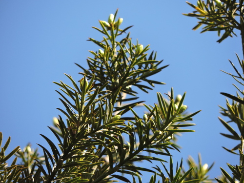 Podocarpus lambertii, photograph 4