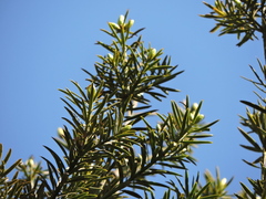 (c) Fabrício Mil Homens Riella, some rights reserved (CC BY) Podocarpus lambertii, photograph (c) Fabrício Mil Homens Riella, some rights reserved (CC BY)