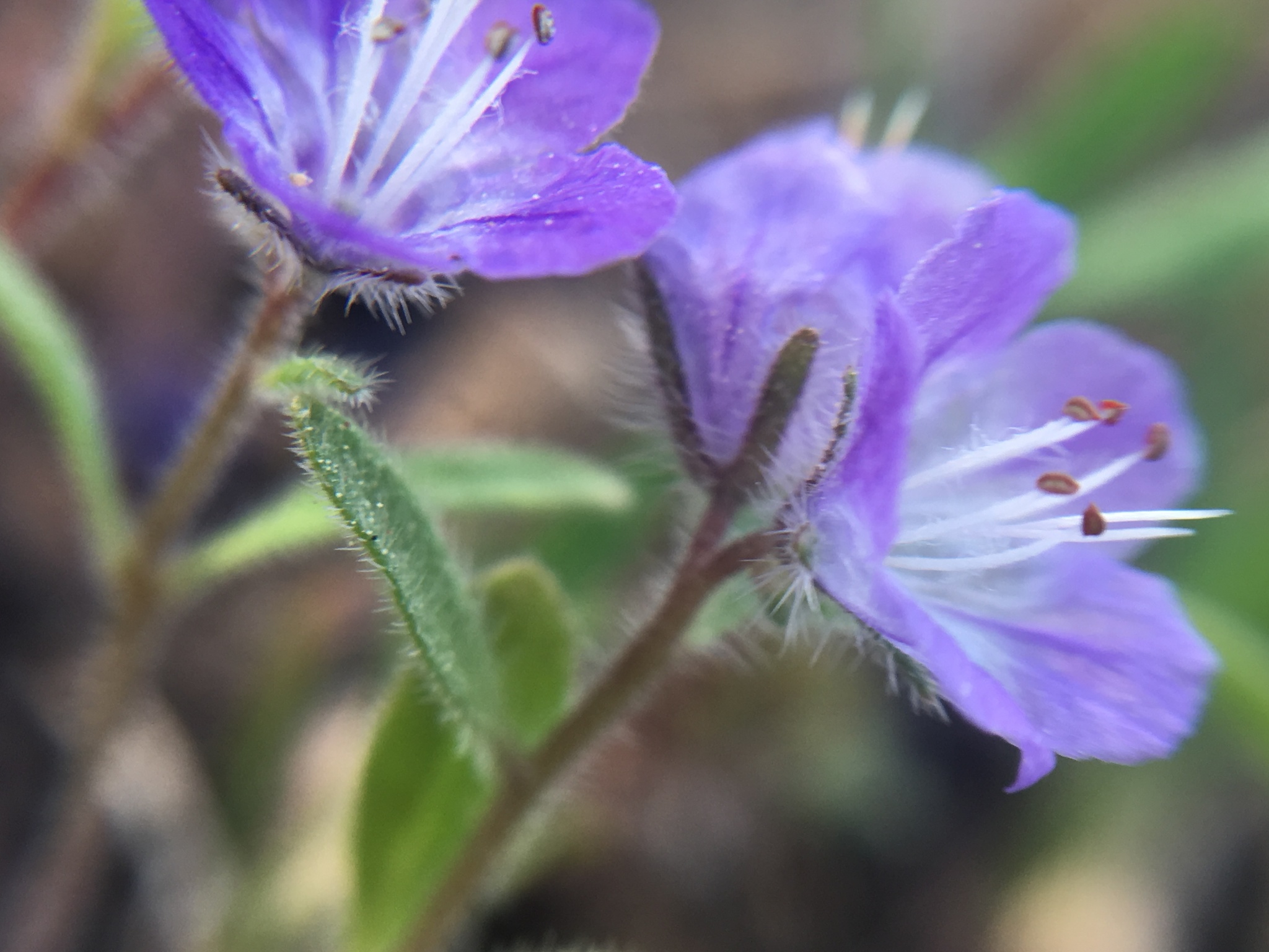 Phacelia humilis