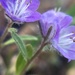 Low Phacelia - Photo (c) Damon Tighe, some rights reserved (CC BY-NC), uploaded by Damon Tighe