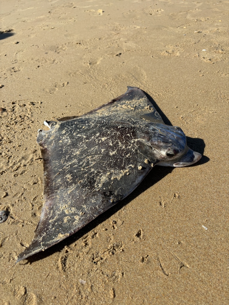 Duckbill Ray in October 2024 by joanag · iNaturalist