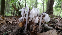 Monotropa