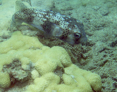 Chilomycterus reticulatus