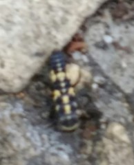 Propylea quatuordecimpunctata