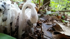 Monotropa