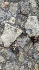 Propylea quatuordecimpunctata