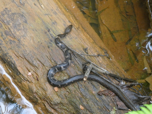 Photo of a Boulenger's Keelback (asperrimus) (Fowlea asperrimus)