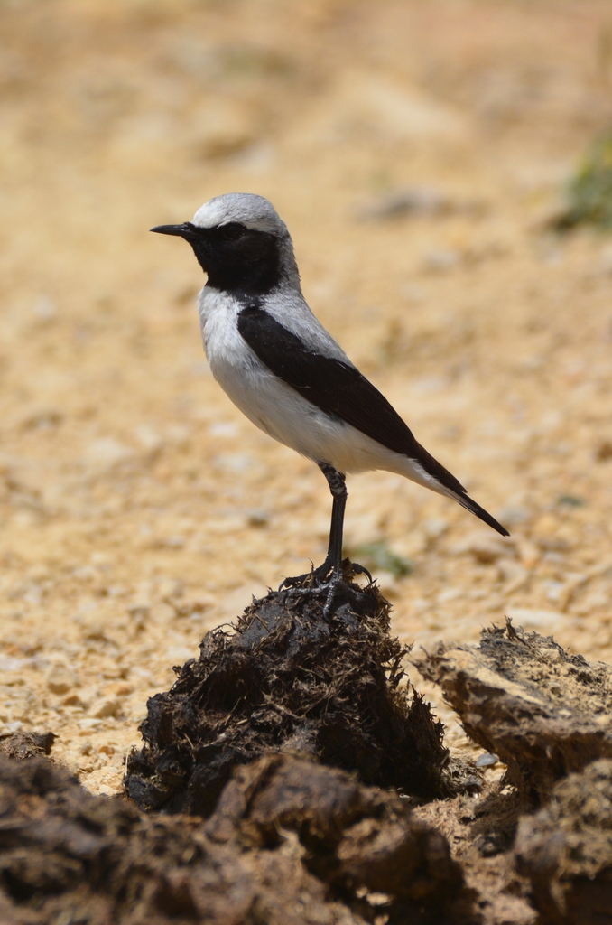 Seebohm's Wheatear