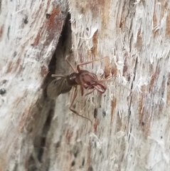 Odontomachus ruginodis