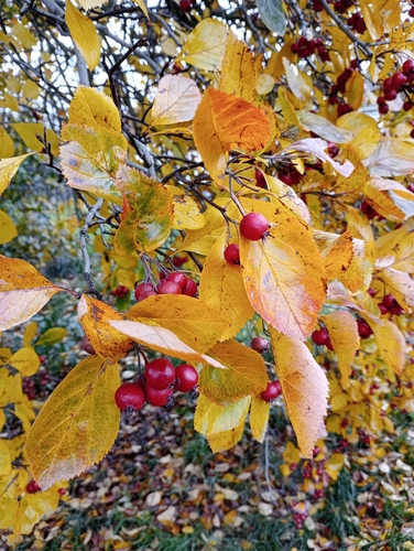 Crataegus persimilis