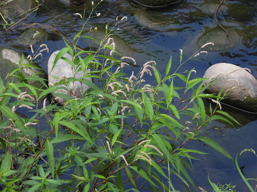 Representative image of Persicaria lapathifolia lapathifolia