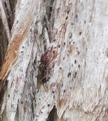 Odontomachus ruginodis