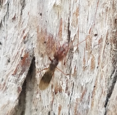 Odontomachus ruginodis