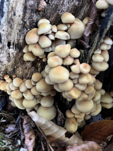 Hypholoma fasciculare