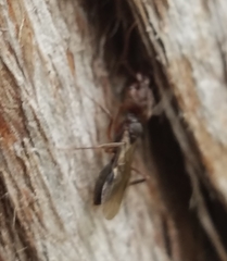 Odontomachus ruginodis