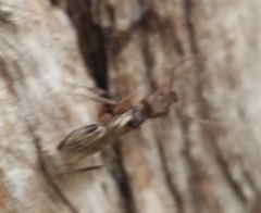 Odontomachus ruginodis