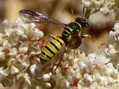 Eucerceris provancheri