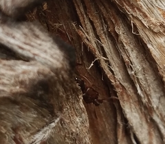 Odontomachus ruginodis