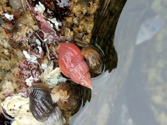 Amphissa versicolor