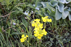 Erysimum ibericum