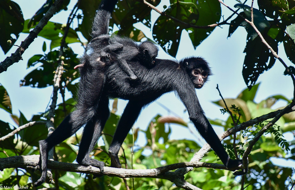 Macaco-aranha (Ateles belzebuth) - Ambientebrasil - Ambientes