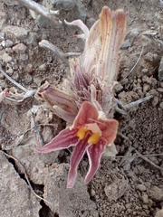 Aphyllon corymbosum