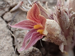 Aphyllon corymbosum