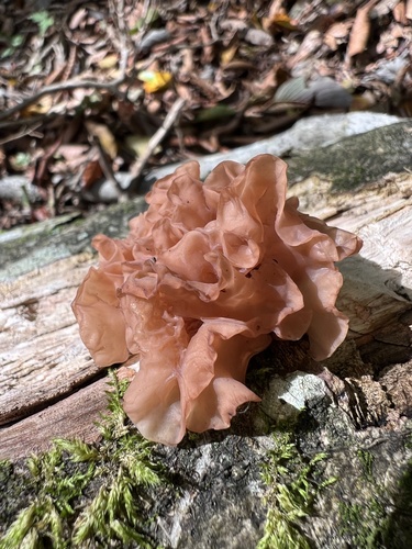 Phaeotremella foliacea