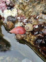 Amphissa versicolor