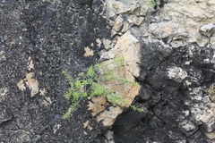 Rhamnus erythroxyloides