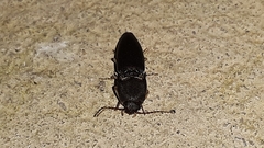 Heteroderes amplicollis