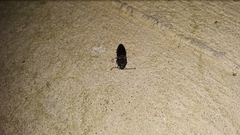 Heteroderes amplicollis