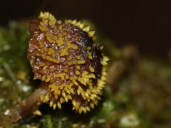 Neobarya agaricicola