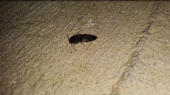 Heteroderes amplicollis