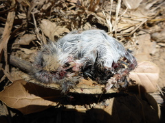 Microtus californicus