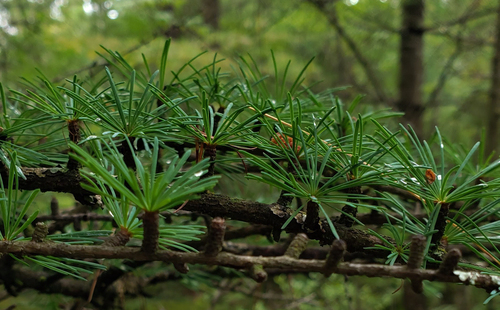 Tamarack (Larix laricina)