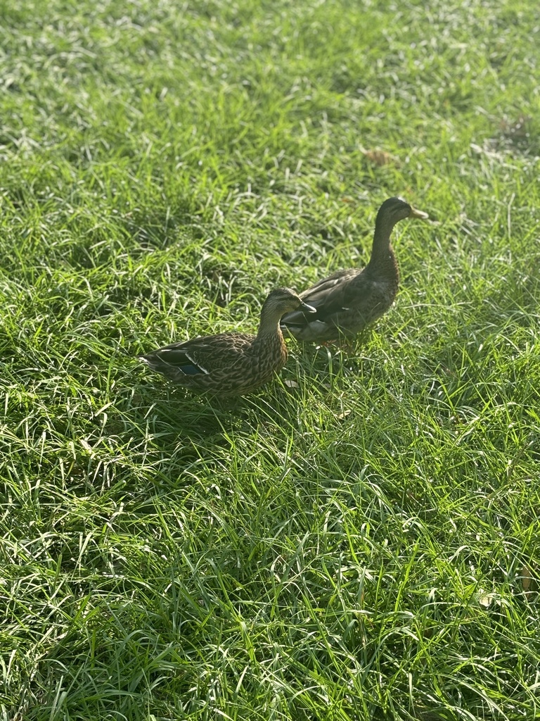 Mallard from University of South Florida, Tampa, FL, US on October 16 ...