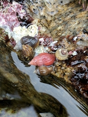 Amphissa versicolor